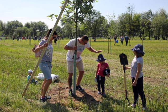 Tak w 2018 roku powstawał Park Krakowian przy ul. Tadeusza Ptaszyckiego, gdzie zasadzono wówczas około 500 drzew