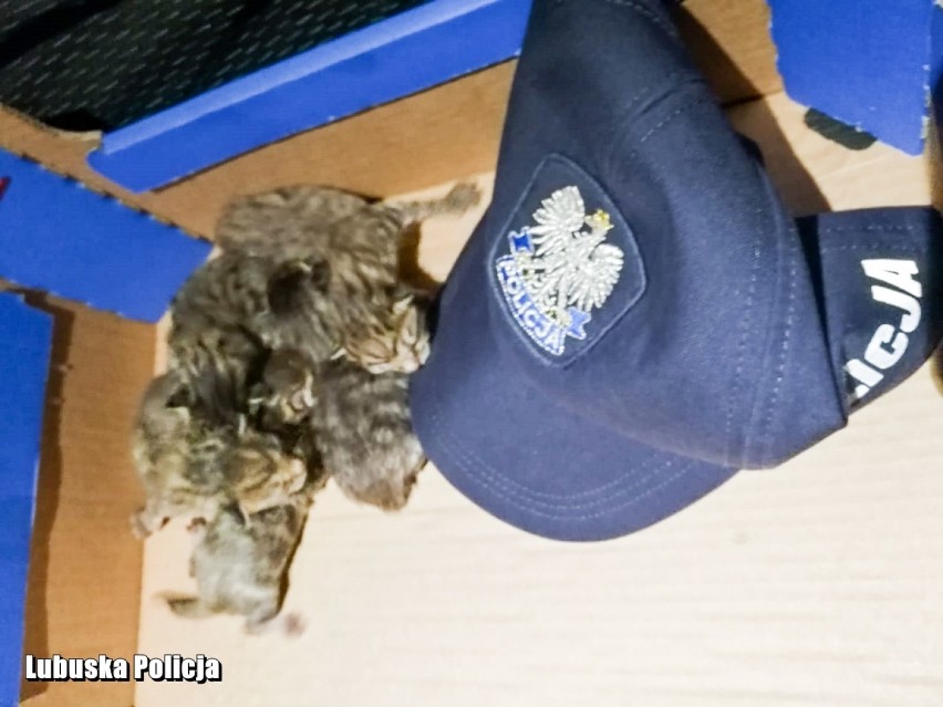 Policjanci już wiedzą, kto wyrzucił malutkie kotki zawinięte w worek foliowy do śmietnika w Sławie. Zarzuty usłyszała 60-letnia kobieta
