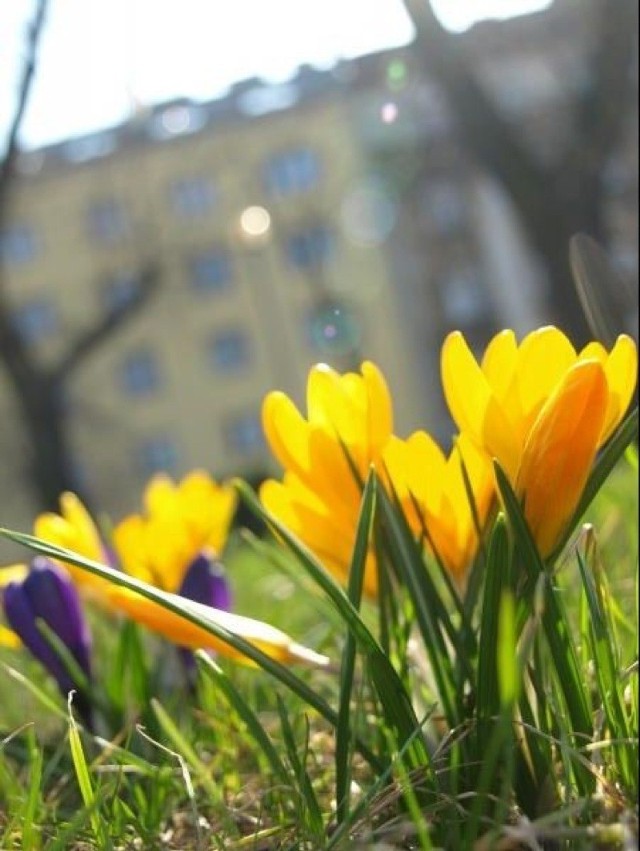 Warszawa wita wiosnę!