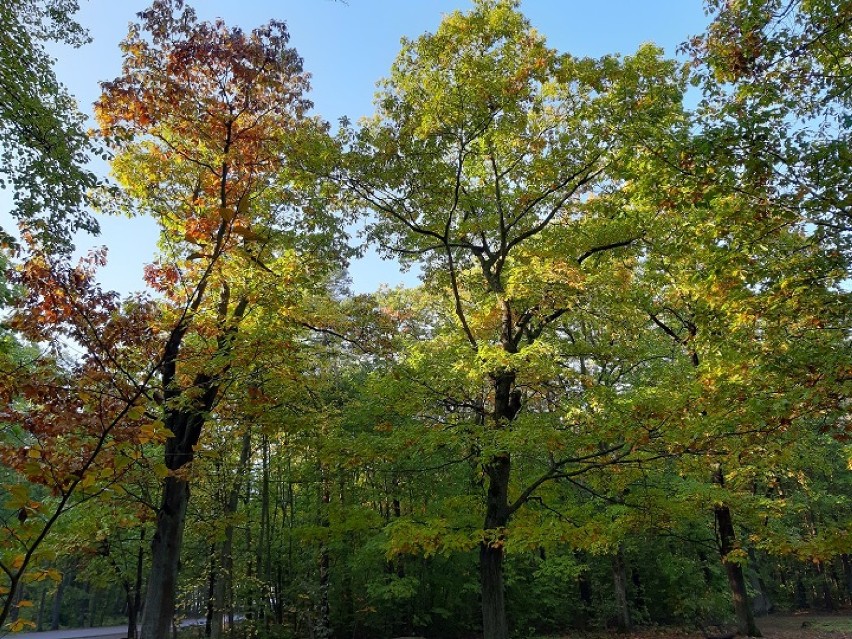 Złota jesień w Lublińcu. Park mieni się kolorami