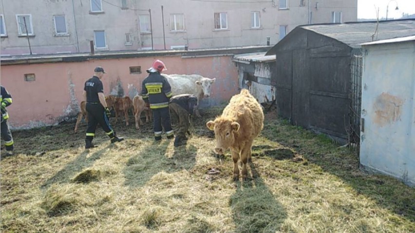 Wygłodzone, zaniedbane krowy, konie i psy są już w bezpiecznym miejscu [ZDJĘCIA]