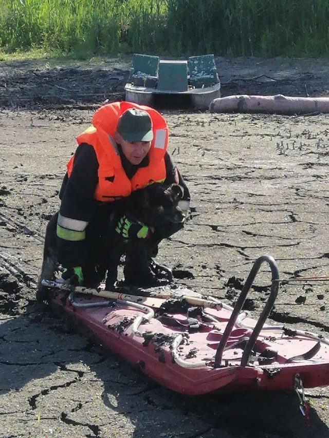 Strażakom zdarzają się niecodzienne akcje. Wczoraj (3.03.3021) psa z wody wyciągnęli i reanimowali ratownicy z OSP Lisewo. Kilka miesięcy temu - także pies - utknął w bagnie w Osiecku i uratowali go ratownicy z OSP Bledzew i JRG w Międzyrzeczu (na zdjęciu)