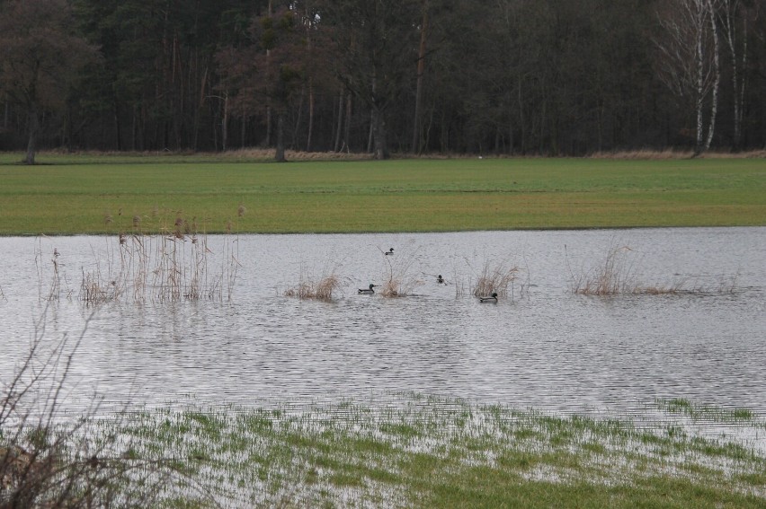 Powiat krotoszyński. 3 stopień ostrzeżenia hydrologicznego IMGW. Pozalewane pola, łąki i rowy