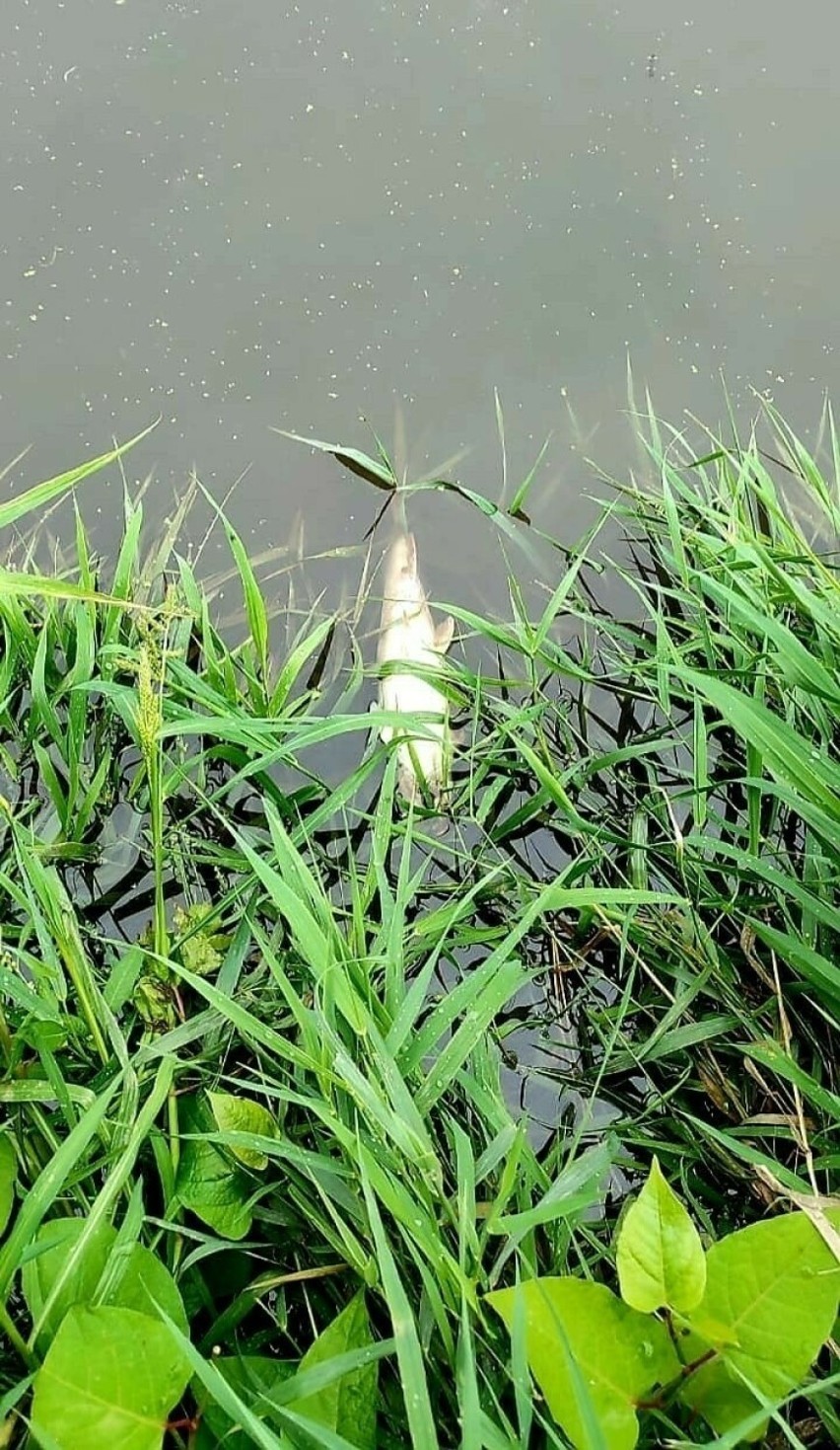 Półtorej tony śniętych ryb w Kanale Gliwickim! To już kolejny raz... Ujawniono dużą ilość alg w Odrze