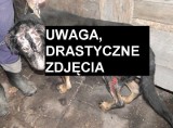 Zwyrodnialcy uaktywnili się na Dolnym Śląsku. Mijający rok nie był dobry dla zwierząt