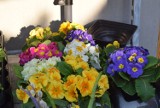 Wiosna tuż za rogiem. Już czas na balkonowe kwiaty. Co oferują kwiaciarnie?