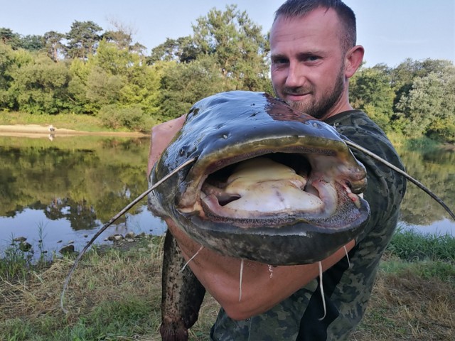 Robert Zubowicz wyciągnął z rzeki Warty pod Poznaniem suma, który ważył 31 kilogramów i miał 175 centymetrów długości (3.08.2019).