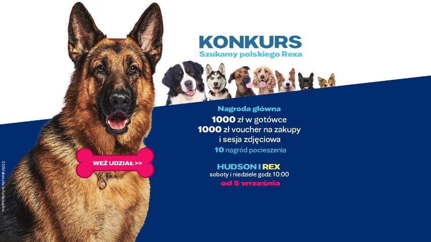 „SZUKAMY POLSKIEGO REXA” -  konkurs dla Twojego psiego przyjaciela! Weź udział, pomóż Zakątkowi Weteranów i zgarnij nagrody [GALERIA]