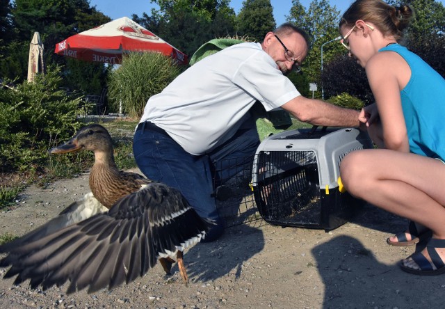 Uratowana, wyleczona kaczka krzyżówka wróciła na Kozi Staw w Legnicy.