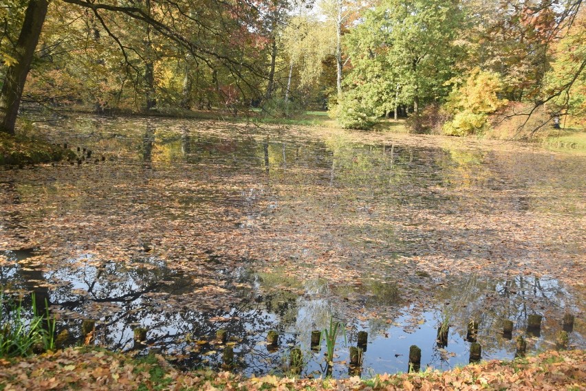 Park pszczyński w jesiennych barwach
