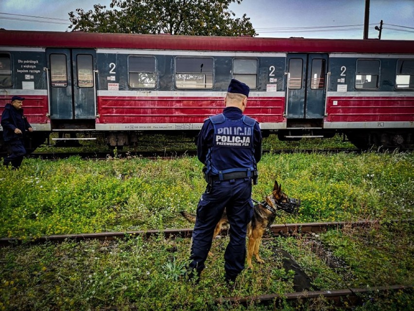 Białystok. Szkolenie policyjnych psów. Szukali narkotyków i materiałów wybuchowych [zdjęcia]
