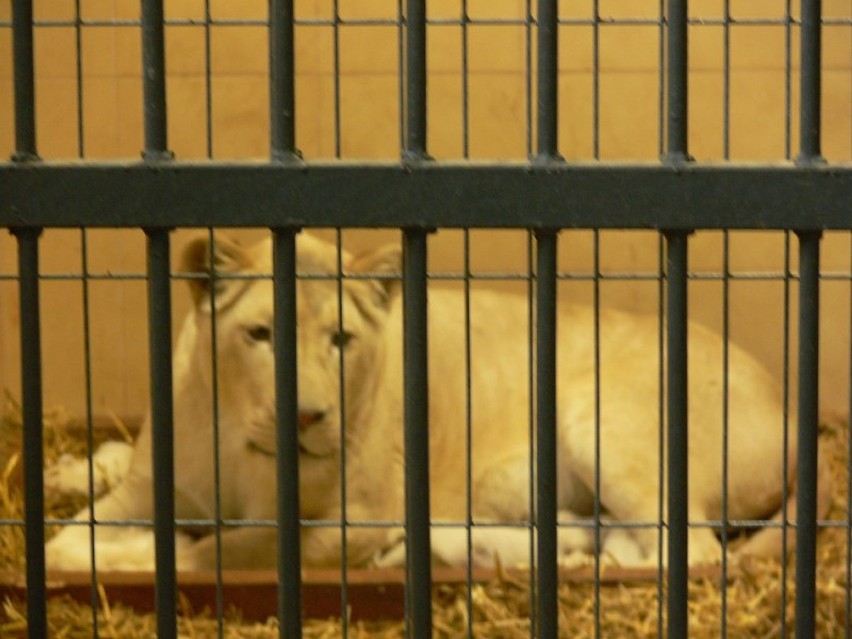 Białe lwy w Borysewie. Na świat przyszły trzy młode (ZDJĘCIA)