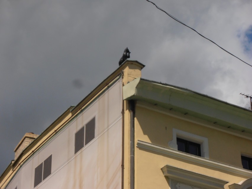 Podpatrzone: Czarny kot na dachu domu [ZDJĘCIA]