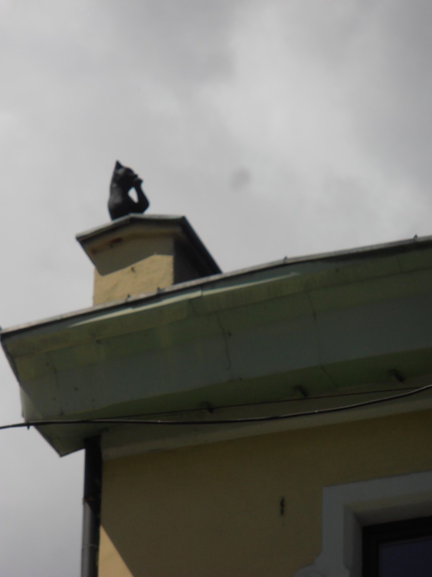 Podpatrzone: Czarny kot na dachu domu [ZDJĘCIA]