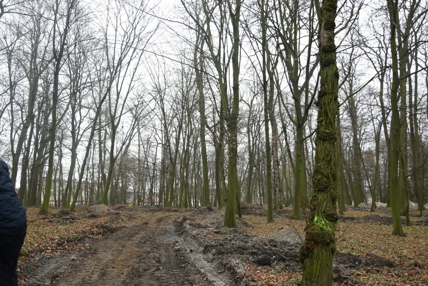 Trwają prace renowacyjne w Parku Zdrojowym w Busku-Zdroju. Ile drzew pójdzie pod topór? Wycinka budzi duże kontrowersje (WIDEO, ZDJĘCIA)