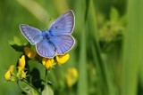 Motyle (i nie tylko) Puszczy Goleniowskiej. Przepiękne zdjęcia Lecha Jaworskiego