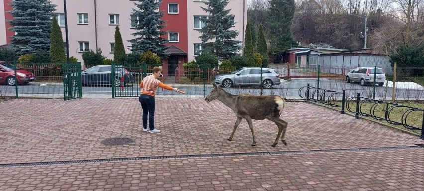 Mariola skuszona marchewką opuściła teren szkoły w Muszynie