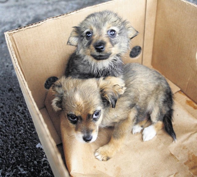 W poznańskim schronisku nie ma adopcji wirtualnej