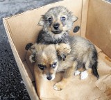 Poznań - Wirtualnej adopcji psów nie ma i nie będzie