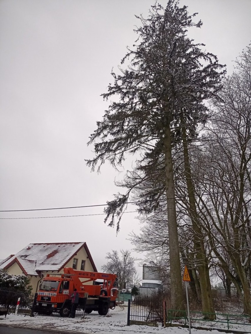 Ścięto najwyższe drzewo w okolicy. Operacja ścięcia starego  świerka