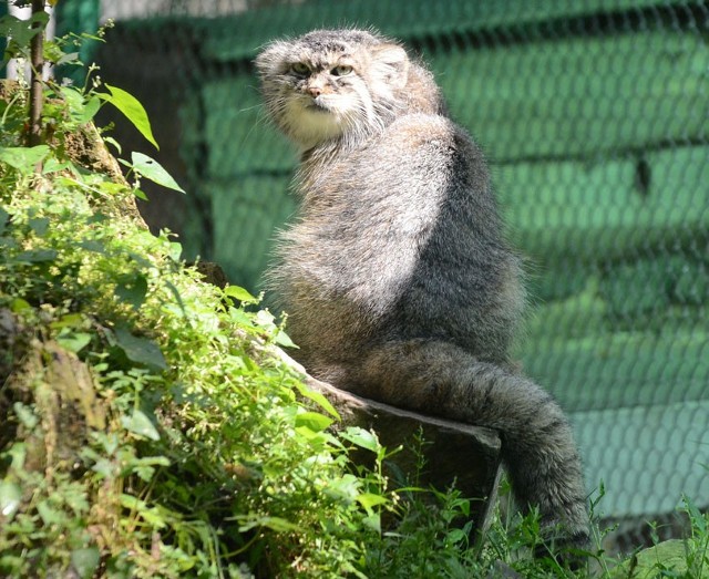 Łódzkie zoo się modernizuje