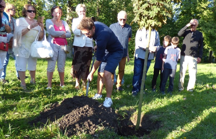 "Klon lekko wstydliwy, bo czerwony, ale za to uśmiechnięty"...