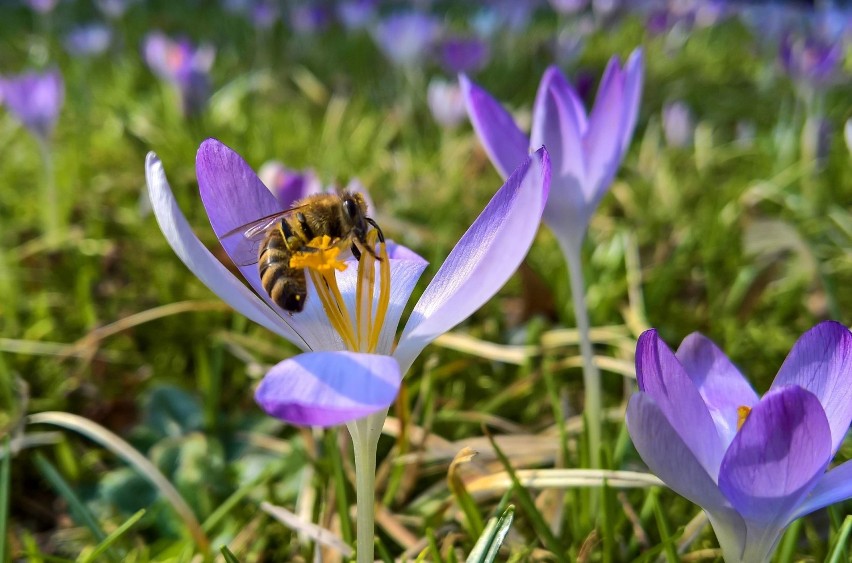 Pszczółki, kwiatki, motylki... Wiosna coraz bliżej i coraz...