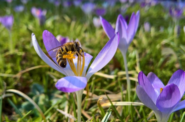 Pszczółki, kwiatki, motylki... Wiosna coraz bliżej i coraz bardziej daje o sobie znać. Nie wierzycie? Wystarczy pójść na spacer do Ogrodu Botanicznego UKW w Bydgoszczy. A jeśli nie macie na to czasu - zapraszamy do oglądania wideo i zdjęć.

&lt;center&gt;
&lt;iframe src="//get.x-link.pl/d568ba83-5020-6532-c402-e98b8cc94260,9a115fff-d63b-5476-008b-01b0ad925cd3,embed.html" width="640" height="360" frameborder="0" webkitallowfullscreen="" mozallowfullscreen="" allowfullscreen=""&gt;&lt;/iframe&gt;
&lt;/center&gt;