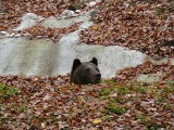 Niedźwiedzie w Poznaniu: Zobacz nowe misie w ZOO! [ZDJĘCIA, FILM]