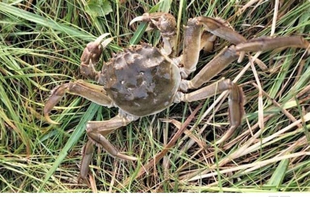 Krab wełnistoręki to jeden z najgroźniejszych gatunków inwazyjnych na świecie.