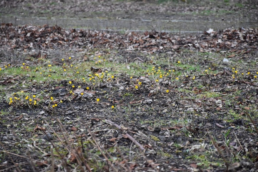 Tak park Bioróżnorodności w Sosnowcu prezentuje się w pierwszyt dzień wiosny. MZUK przeprowasza w ogrodzie prace porządkowe