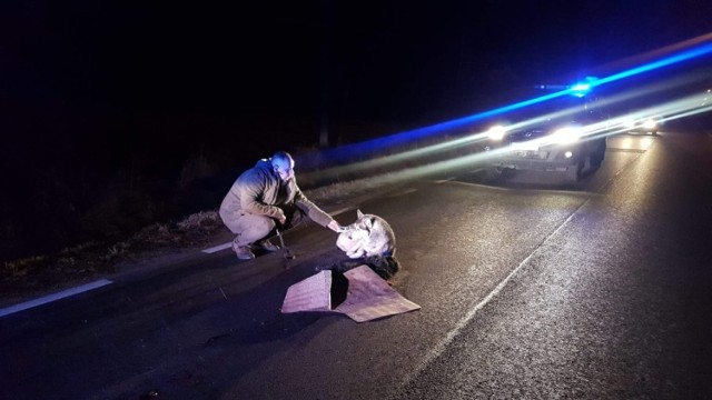 Pies w typie malamuta leżał cały dzień na ulicy i pilnował swojego zabitego przyjaciela. Ponieważ urzędnicy z gminy nie pomogli zwierzakowi, na pomoc ruszyli wolontariusze Animal Rescue Polska.

W środę (12 grudnia) wieczorem wolontariusze warszawskiej Fundacji Animal Rescue Poland na prośbę dyżurnego policji ze Zwolenia k. Radomia pojechali do miejscowości Przyłęk wieś Stefanów. Tam od godzin południowych na środku jezdni leżał zabity czarny kundelek a przy nim jego przyjaciel – psiak w typie Husky.

Jak podaje Fundacja Animal Rescue Poland, urzędnicy nie chcieli pomóc porzuconemu psu, ponieważ gmina podobno nie ma umowy na opiekę nad bezdomnymi psami. 

Policja poprosiła więc o pomoc Fundację. Mieszkańcy wsi twierdzą, że te dwa psy od tygodnia się błąkały razem.

Do psa można było podejść lecz każda próba zabrania go od zwłok „przyjaciela” kończyła się warczeniem. Ostatecznie psiak został zabezpieczony w klatce transportowej i przewieziony do domu tymczasowego pod Piasecznem. Niestety żaden z tych psów nie miał czipa.



Fundacja Animal Rescue Poland zapewnia, że będzie wyjaśniać sprawę z gminą. Nie wyklucza również złożenie zawiadomienia do prokuratury o naruszeniu ustawy o ochronie zwierząt.

Obecnie dla psiaka poszukiwany jest dom. Osoby zainteresowane zaadoptowaniem czworonoga proszone są o kontakt pod numerem telefonu 792 112 222.

Chcesz pomóc? Tutaj możesz to zrobić
Fundacja Animal Rescue Poland
ul. Sobieskiego 72b
02-930 Warszawa
KRS 0000543263
NR KONTA RAIFFEISEN BANK
92 1750 0012 0000 0000 2781 0578
Tyt. Pomoc dla malamuta