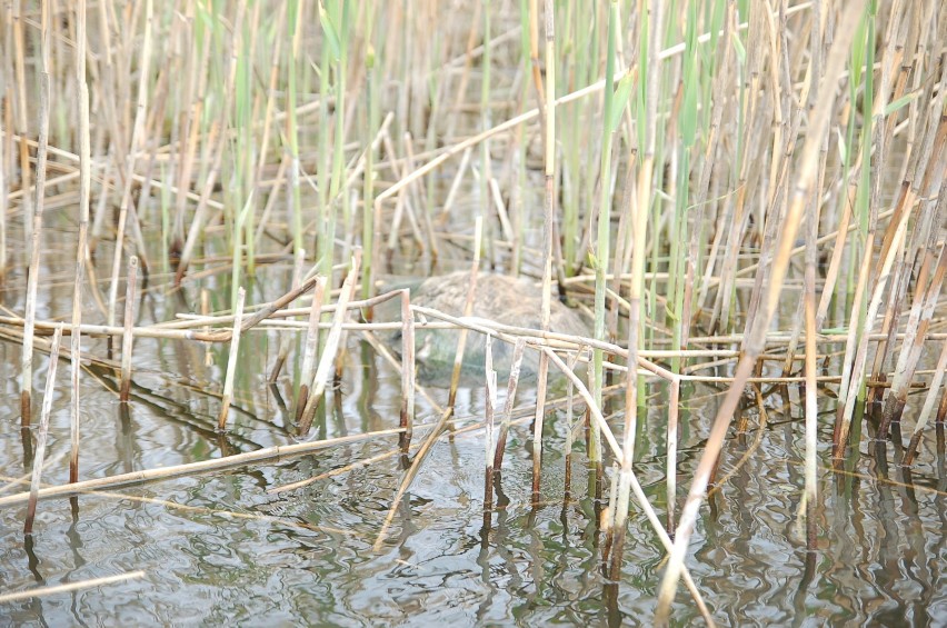 10 padniętych dzików wyłowiono z rzeki Obry w Zbąszyniu