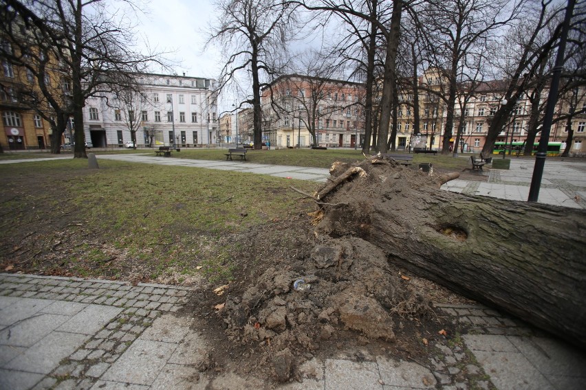 Wichura w Katowicach. Silny wiatr powyrywał drzewa na placu Wolności! [ZDJĘCIA]