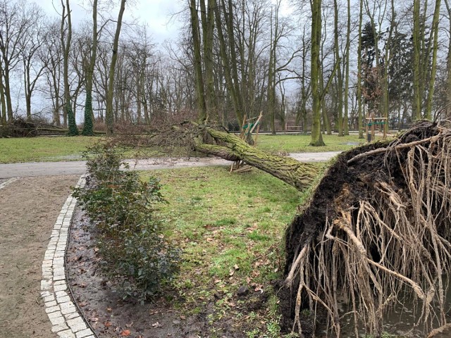 Wichura w Piotrkowie i powiecie piotrkowskim w niedzielę 30.01.2022: orkan wyrwał i uszkodził wiele drzew w parku Poniatowskiego w Piotrkowie
