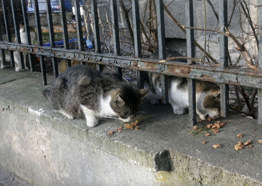 Bezdomne białostockie koty będą mieć karmę na zimę