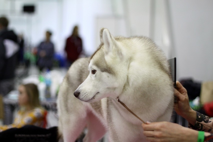 III Międzynarodowa Wystawa Psów Rasowych.W Lublinie prezentują się psie piękności