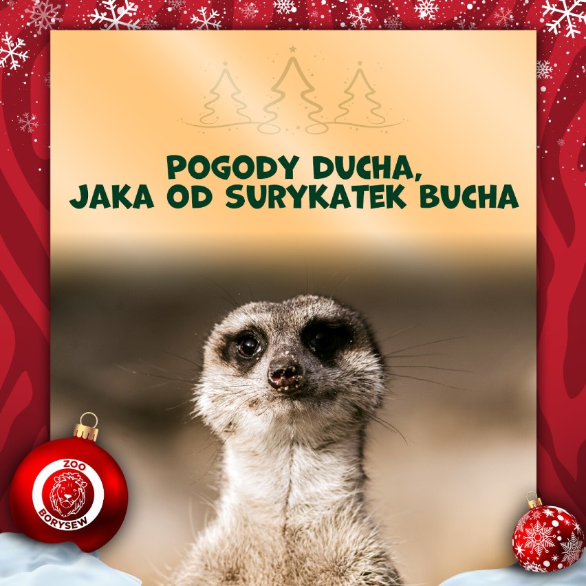 Zoo Borysew koło Poddębic zachęca do odwiedzin także w święta FOTO