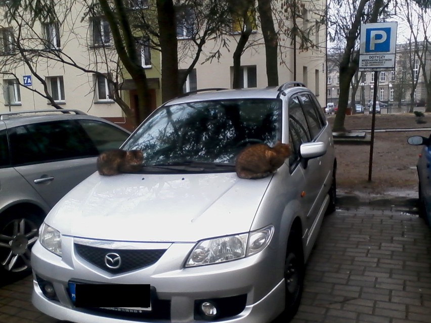 Koty naszego miasta. Pochwal się swoim niesamowitym kotem. Wyślij jego zdjęcie [FOTO]