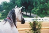 Stadnina koni w Janowie Podlaskim: Wystartowały Sportowe Mistrzostwa Europy Koni Arabskich 