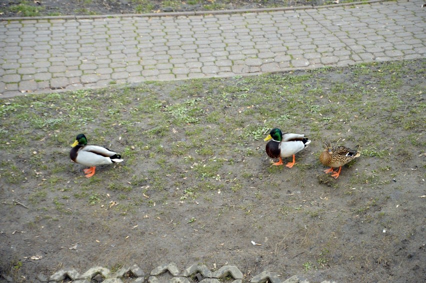 Zobacz kaczki w parku przy ul. Budowlanych w Głogowie. To dobre miejsce na spacer. ZDJĘCIA