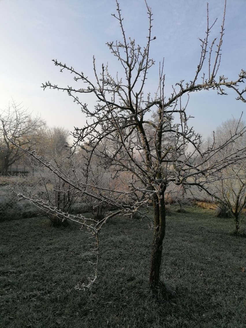 Gostyń. Przymrozek w Gostyniu? Trzeba przyzwyczaić się do ujemnych temperatur [ZDJĘCIA OSZRONIONEGO KRAJOBRAZU]