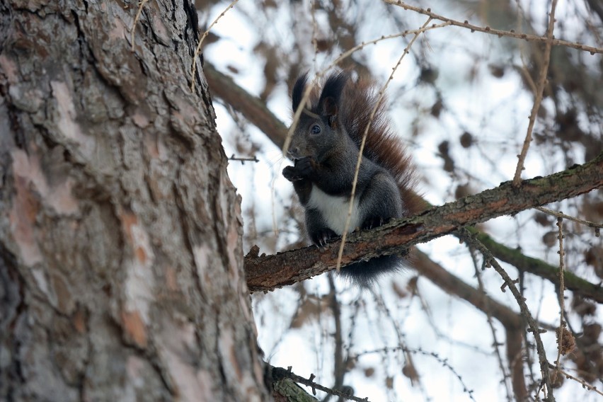 Legnickie wiewiórki wyszły ze swoich kryjówek w poszukiwaniu pokarmu
