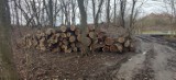 Trwa wycinka drzew w Parku Słowackiego w Chełmnie. Dlaczego? Zdjęcia