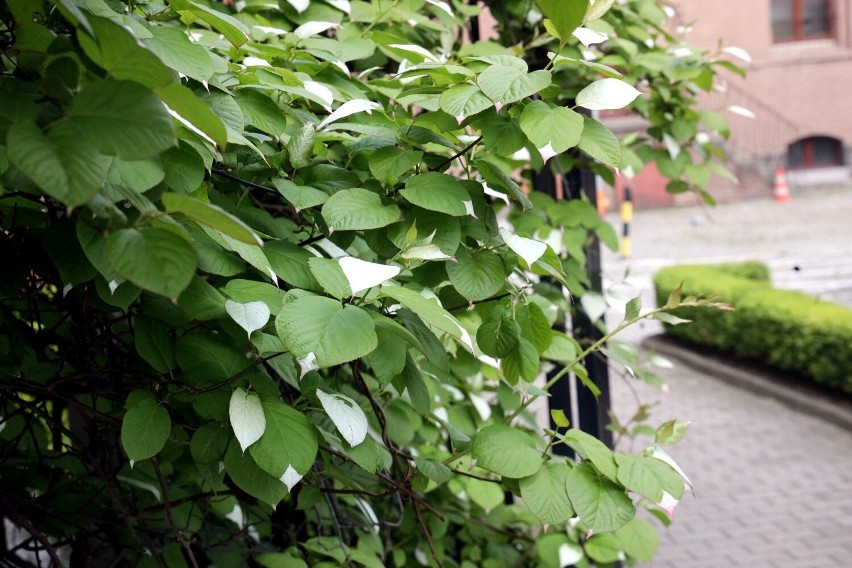 Zielono - białe liście zwracają uwagę przechodniów przy Urzędzie Miasta Legnicy, zobaczcie zdjęcia