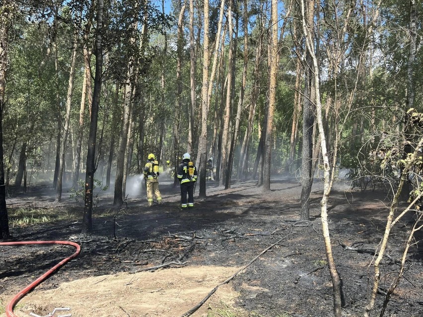 Pożar lasu w Zakrzewicach
