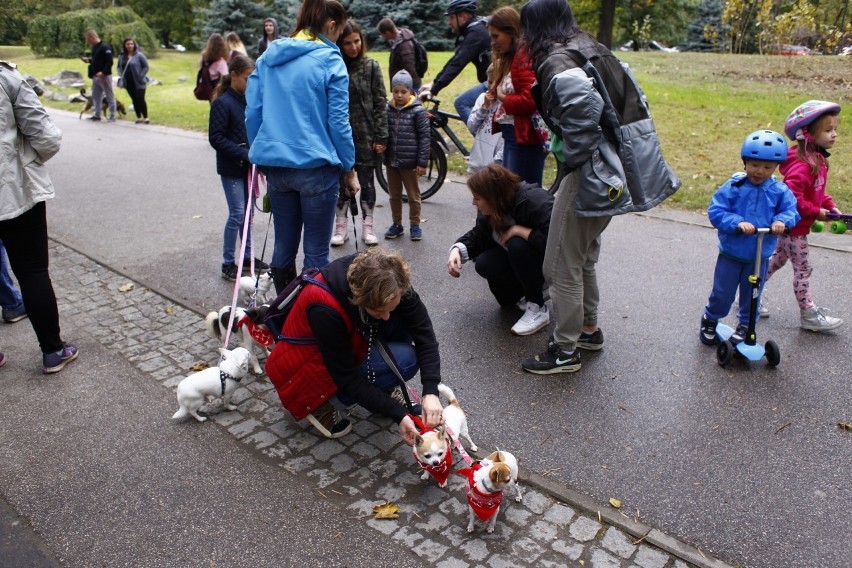 Spacer Adopciaków 2018. Psy ze schroniska przeszły przez...