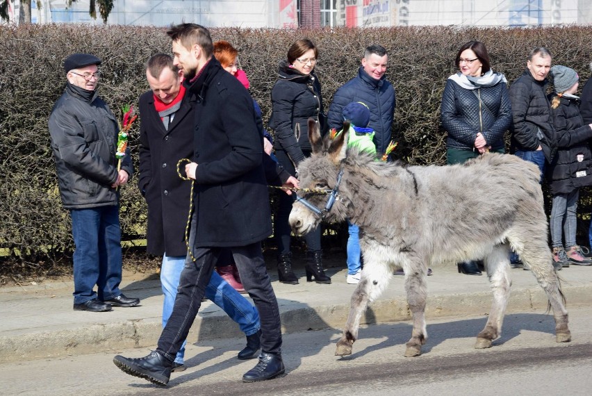 Niedziela Palmowa w Nowym Stawie [ZDJĘCIA]. Już tradycyjnie Jezus przejechał przez miasto na osiołku