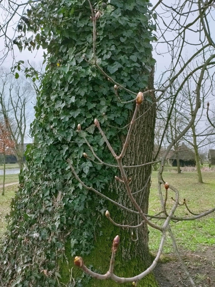 Dworek Marii Dąbrowskiej w Russowie. Wiosenne nasadzenia...