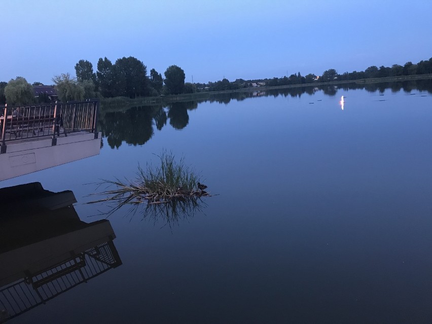 Jezioro Miejskie w Międzychodzie coraz bardziej zarasta i...